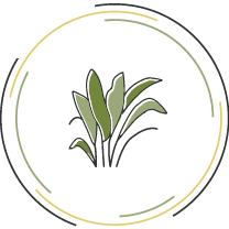 amazon_plants_extract