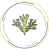 seaweed_plant_extract